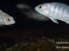 Labidochromis cf. caeruleus Lundo Island