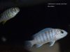 Labidochromis cf. caeruleus Lundo Island