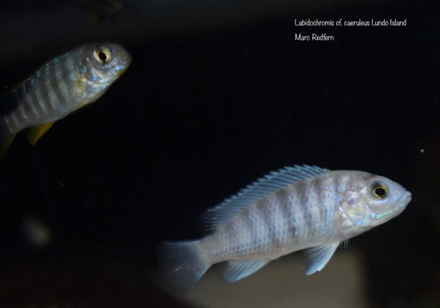 Labidochromis cf. caeruleus Lundo Island