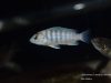 Labidochromis cf. caeruleus Lundo Island