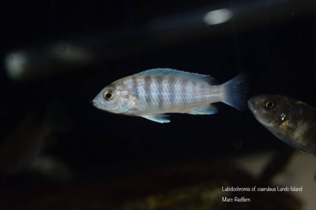 Labidochromis cf. caeruleus Lundo Island