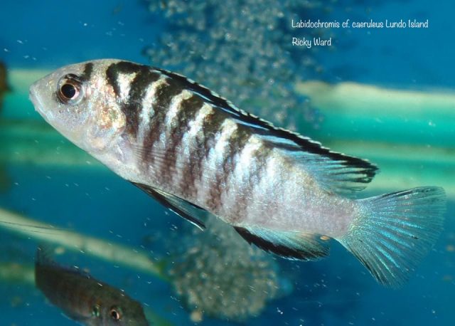 Labidochromis cf. caeruleus