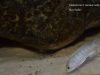 Labidochromis cf. caeruleus Lundo Island