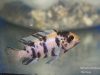 Metriaclima zebra Masinje (OB samice)