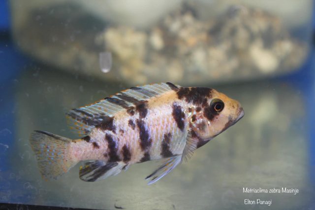 Metriaclima zebra Masinje (OB samice)