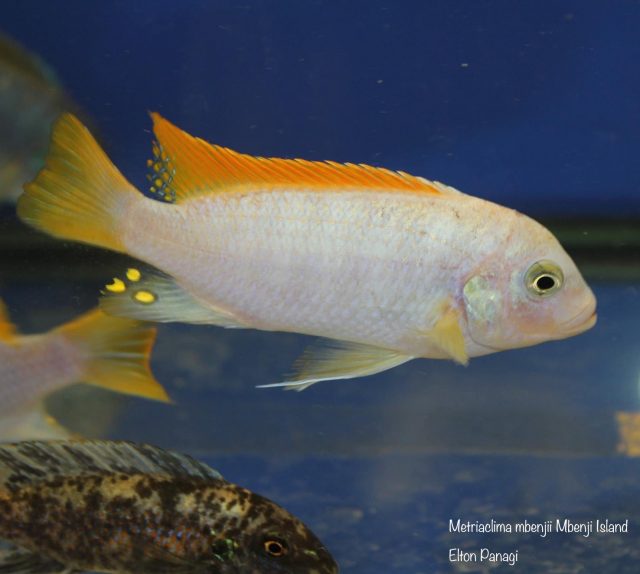 Metriaclima mbenjii Mbenji Island (samec)
