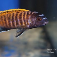Tropheops sp. ‚red fin‘