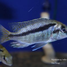 Mylochromis sp. ‚mollis‘