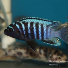 Metriaclima sp. ,aggressive bars‘