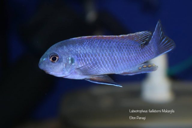 Labeotropheus fuelleborni Makanjila  (samec)