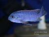 Labeotropheus fuelleborni Makanjila  (samec)