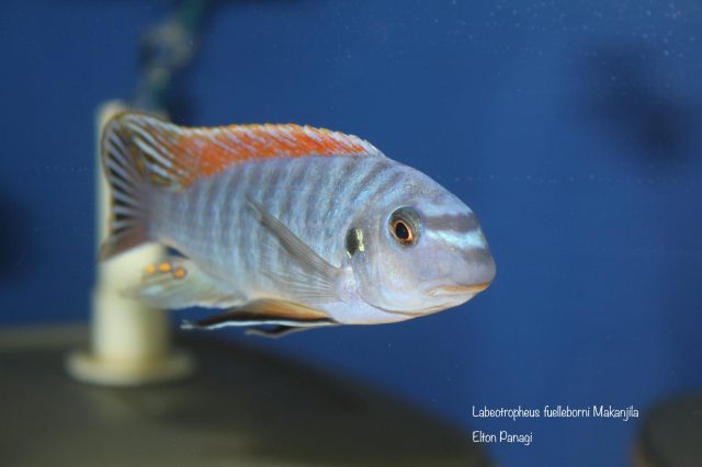 Labeotropheus fuelleborni Makanjila  (samec)