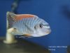 Labeotropheus fuelleborni Makanjila  (samec)
