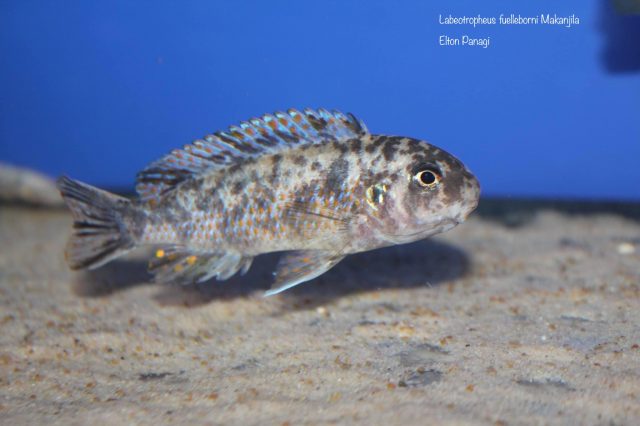 Labeotropheus fuelleborni Makanjila (OB samice)