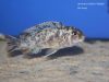Labeotropheus fuelleborni Makanjila (OB samice)