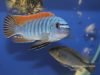 Labeotropheus fuelleborni (12)