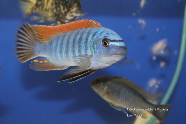 Labeotropheus fuelleborni (12)