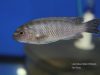 Labeotropheus fuelleborni Makanjila (samice)