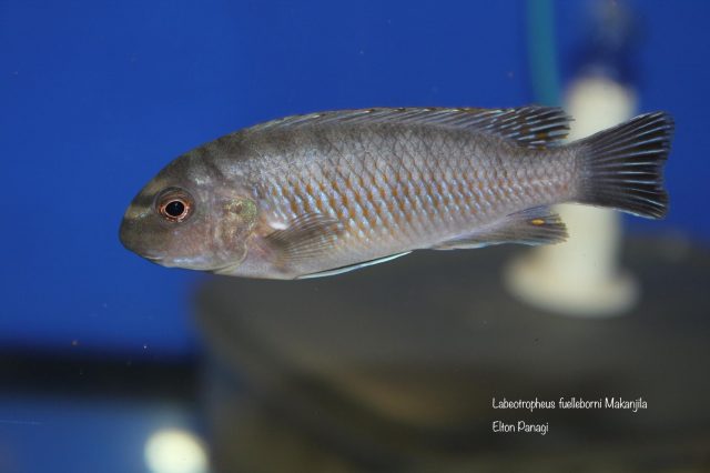 Labeotropheus fuelleborni Makanjila (samice)