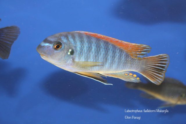 Labeotropheus fuelleborni Makanjila  (samec)
