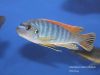 Labeotropheus fuelleborni Makanjila  (samec)