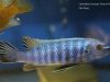Labeotropheus trewavasae Taiwanee Reef (samec)