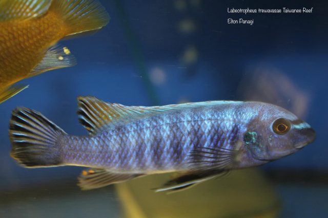 Labeotropheus trewavasae Taiwanee Reef (samec)