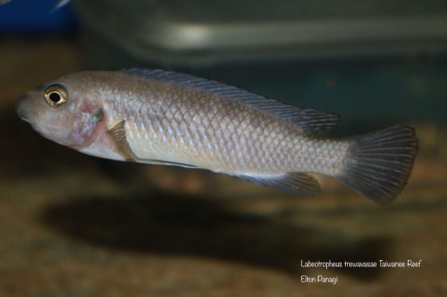 Labeotropheus trewavasae Taiwanee Reef (samice)