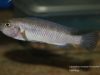 Labeotropheus trewavasae Taiwanee Reef (samice)