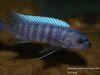 Labeotropheus trewavasae Taiwanee Reef (samec)