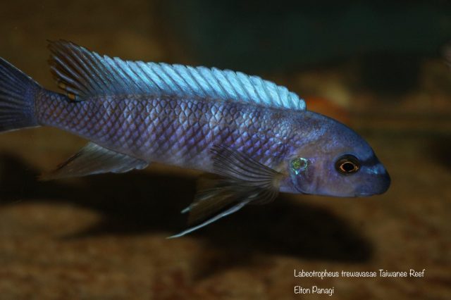 Labeotropheus trewavasae Taiwanee Reef (samec)