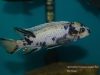 Labeotropheus trewavasae Taiwanee Reef (MC samec)