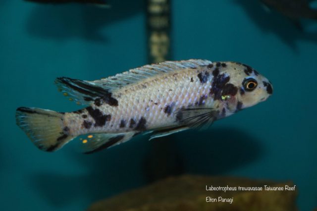 Labeotropheus trewavasae Taiwanee Reef (MC samec)