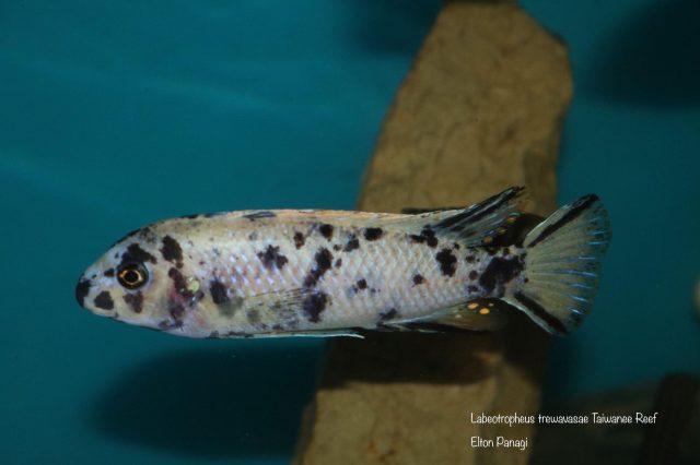 Labeotropheus trewavasae Taiwanee Reef (MC samec)