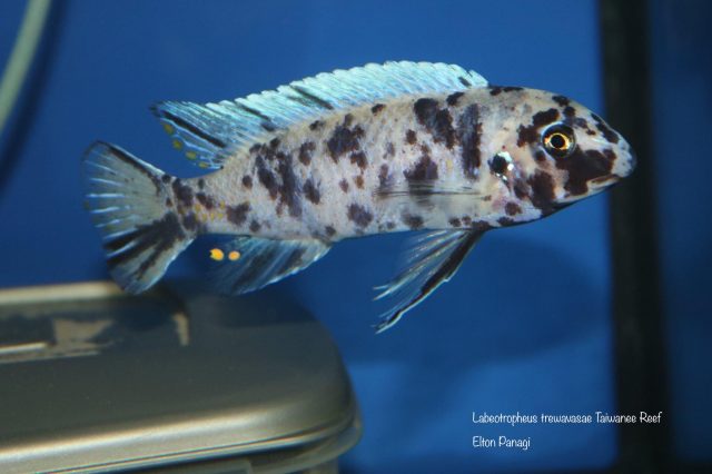 Labeotropheus trewavasae Taiwanee Reef (MC samec)