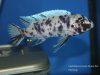 Labeotropheus trewavasae Taiwanee Reef (MC samec)