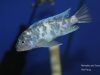 Metriaclima zebra (27)
