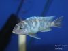 Metriaclima zebra Cobwe (MC samec)