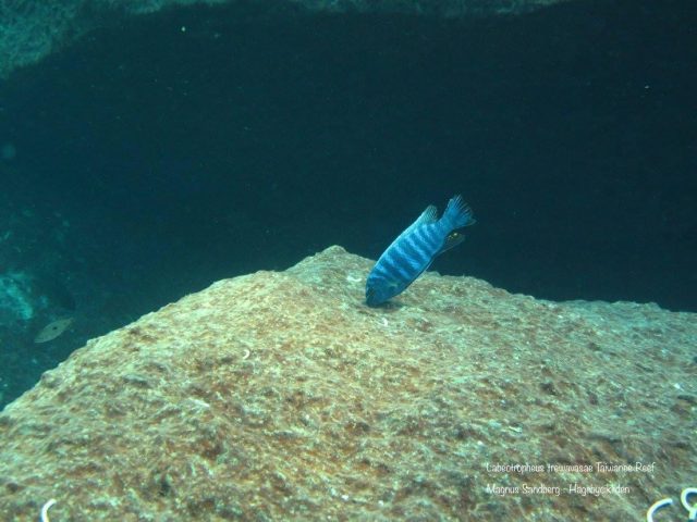 Labeotropheus trewavasae