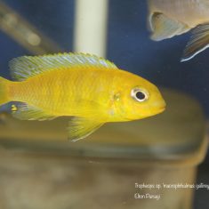 Tropheops sp. ,macrophthalmus‘