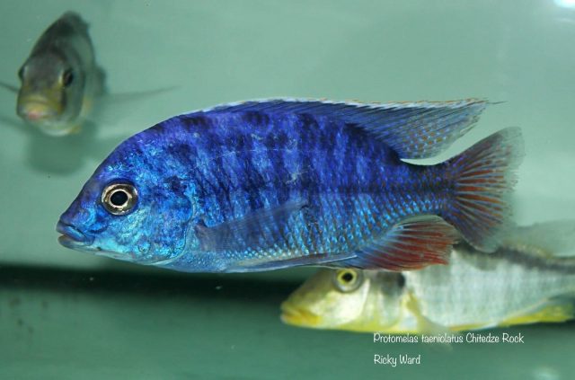 Protomelas taeniolatus Chitedze Rock