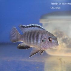 Tropheops sp. ‚black dorsal‘
