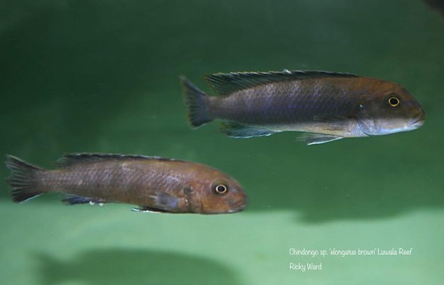 Chindongo sp. elongatus brown' Luwala Reef