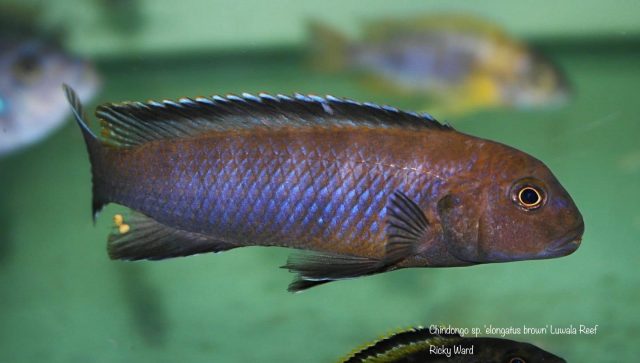 Chindongo sp. elongatus brown' Luwala Reef