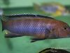 Chindongo sp. elongatus brown' Luwala Reef