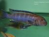 Chindongo sp. ,elongatus brown‘