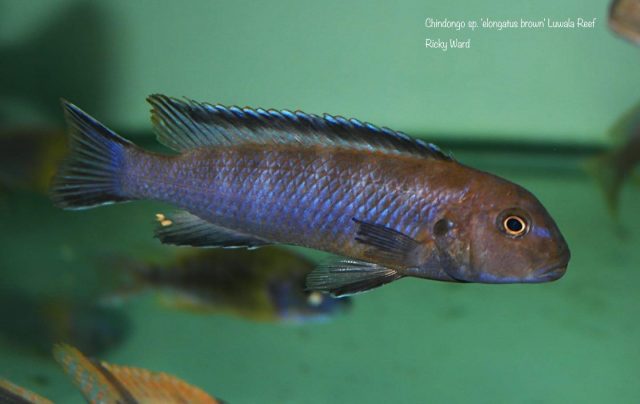 Chindongo sp. ,elongatus brown&#8216;