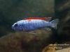 Labeotropheus trewavasae Mitande (samec)