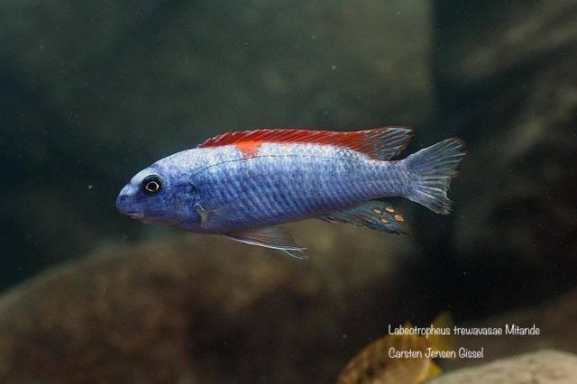Labeotropheus trewavasae Mitande (samec)