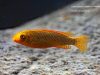 Labeotropheus trewavasae Mitande (O samice)